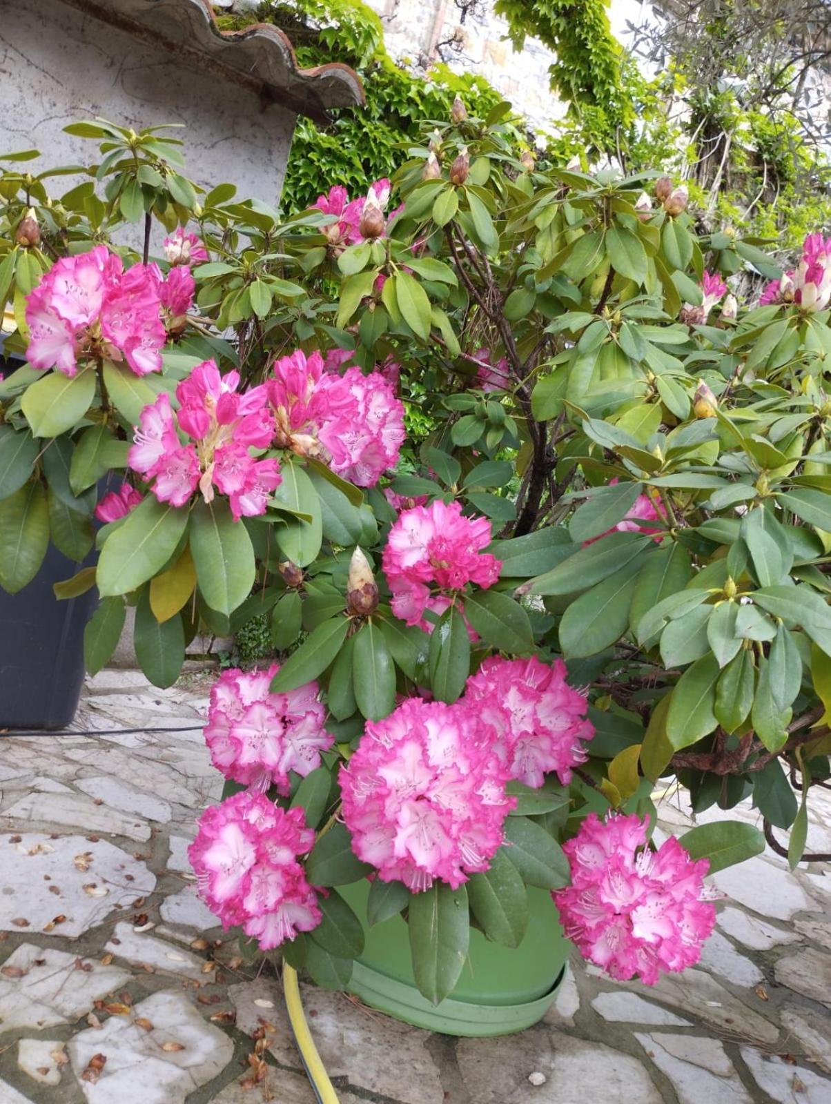 Gite 3 "Le Canal De Baza" Aux Magnolias Aubenas Exterior foto